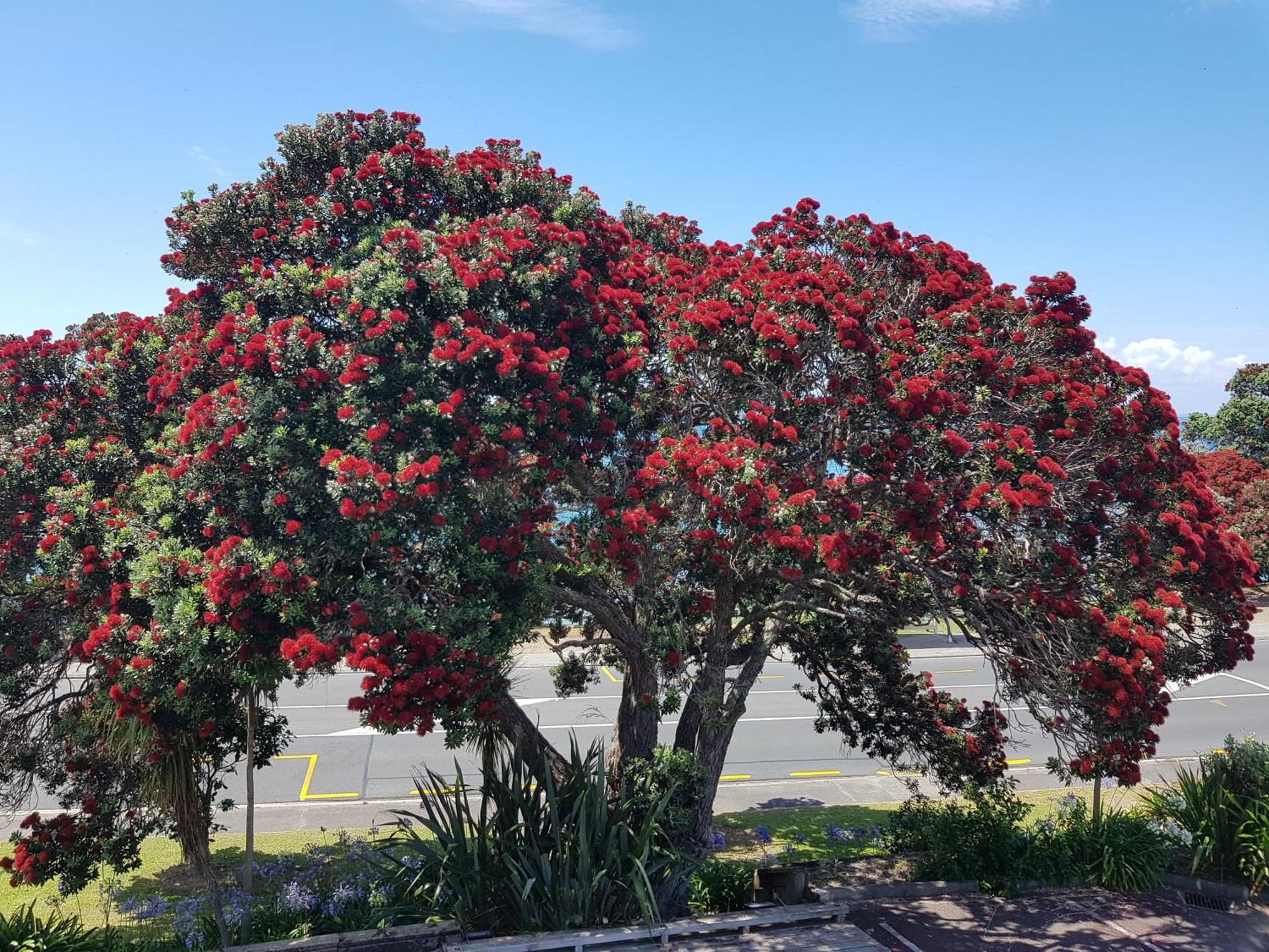 Whangaparaoa Lodge Luaran gambar